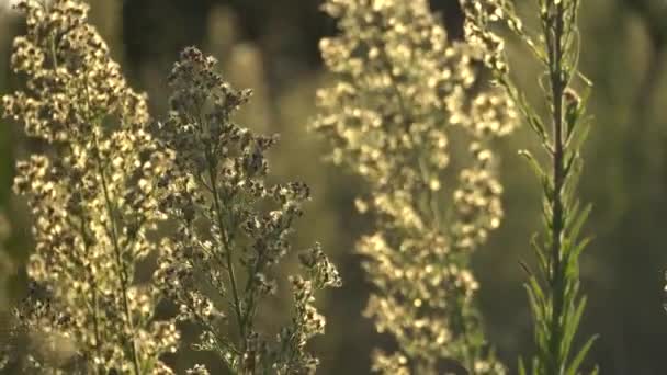 Heldere groene struik op een zonsondergang achtergrond. De wind slingert de takken van de struik. Haren die in de wind waaien. — Stockvideo