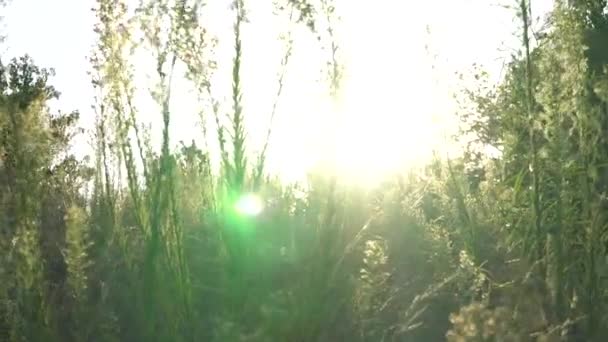 Ljus grön buske på en solnedgång bakgrund. Vinden sveper över buskens grenar. Bristlar som blåser i vinden. Den ljusa solen i bakgrundsljuset. Linsbloss. — Stockvideo