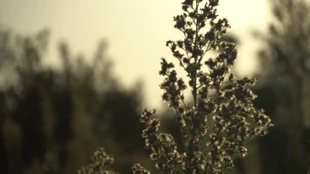 Ljus grön buske på en solnedgång bakgrund. Vinden sveper över buskens grenar. Bristlar som blåser i vinden. — Stockvideo