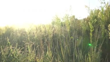 Günbatımı arka planında parlak yeşil bir çalı. Rüzgar çalıların dallarını sallıyor. Rüzgarda savrulan kıllar.