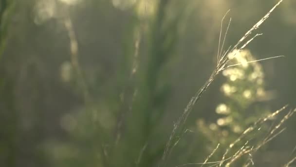 열 대의 키큰 풀들 이 바람에 흔들 거리고 있습니다. 근접 촬영. — 비디오