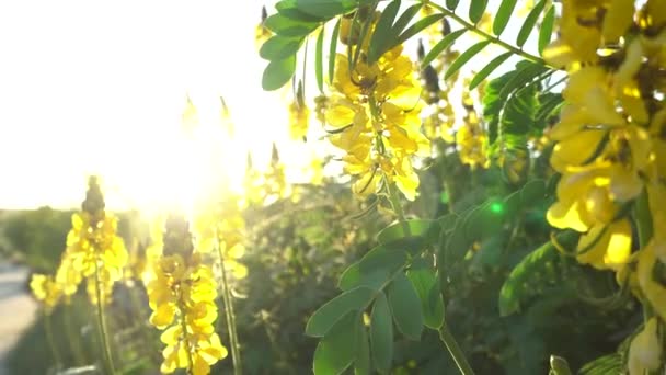 Günbatımı arka planında parlak sarı tropik çiçekler. Rüzgar çiçekleri sallıyor. Arka plandaki parlak güneş. Lens fişeği. Yakın çekim.. — Stok video