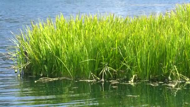 Summer landscape with lake features landscape with a pond reflecting of grass moving from light wind and surrounded by beautiful colorful flowers and flying butterflies. — Stock Video