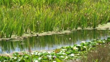 Göl manzaralı yaz manzarası, hafif rüzgardan hareket eden çimenleri yansıtan ve güzel renkli çiçekler ve uçan kelebeklerle çevrili..