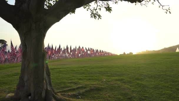 Set de banderas americanas ondeando en el viento en el Memorial Day On the Sunset. Los Ángeles, California, EE.UU. Vista de ángulo bajo. Lente de bengala. Campo con hierba verde. Árbol grande en primer plano . — Vídeos de Stock