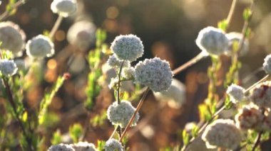 Günbatımı arka planında parlak yeşil bir çalı. Rüzgar çalıların dallarını sallıyor. Rüzgarda savrulan kıllar.
