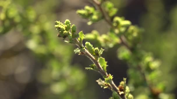 Arbusto verde brillante sobre un fondo de puesta de sol. El viento balancea las ramas del arbusto. Cerdas soplando en el viento . — Vídeo de stock