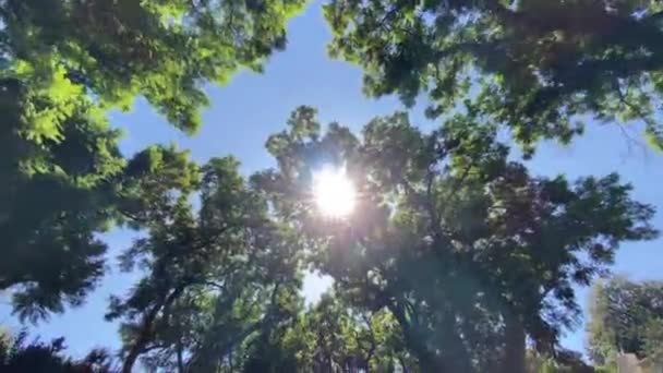 Camera kijkt omhoog en beweegt langzaam onder de bomen. Boom takken en bladeren tegen de blauwe lucht. Warme zomerdag in Los Angeles California Usa. — Stockvideo