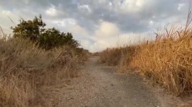 Kamera uzun, kuru çalıların arasında yavaşça yol boyunca hareket eder. Sabit çekim. Malibu 'da güzel bir gün batımı. Kaliforniya, Usa.