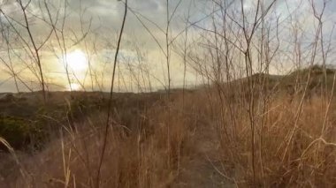 Kamera uzun, kuru çalıların arasında yavaşça yol boyunca hareket eder. Sabit çekim. Malibu 'da güzel bir gün batımı. Kaliforniya, Usa.