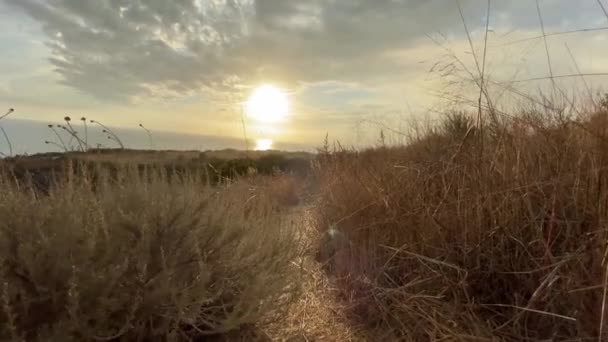 カメラはゆっくりと背の高い乾燥した茂みを通って道に沿って移動します。スティーディカムが撃たれたマリブの美しい夕日。カリフォルニア、アメリカ. — ストック動画