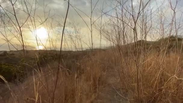 The camera slowly moves along the path through tall, dry bushes. Steadicam shot. Beautiful sunset in Malibu. California, USA. — Stock Video