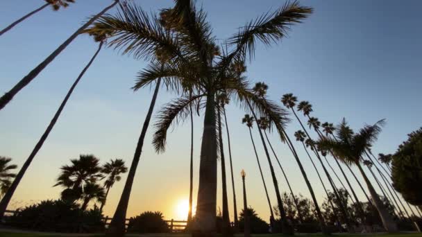 Uzun Kaliforniya palmiyeleri gün batımında mavi gökyüzüne karşı sallanıyor. Kameraya bak. Santa Monica, Kaliforniya 'da güneşli bir yaz günü. — Stok video