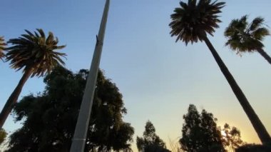 Uzun Kaliforniya palmiyeleri gün batımında mavi gökyüzüne karşı sallanıyor. Kamera yukarı bakar ve yatay hareket eder. Steadicam dolly shot. Santa Monica, Kaliforniya 'da güneşli bir yaz günü.