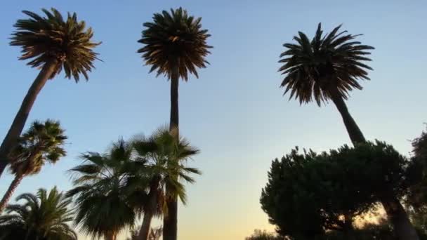 Långa kaliforniska palmer svajar mot en blå himmel vid solnedgången. Kameran tittar upp och rör sig horisontellt. Steadicam Dolly sköt. Varm solig sommardag i Santa Monica, Kalifornien, Usa. — Stockvideo