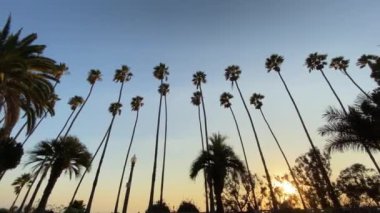 Uzun Kaliforniya palmiyeleri gün batımında mavi gökyüzüne karşı sallanıyor. Kamera yukarı bakar ve yatay hareket eder. Steadicam dolly shot. Santa Monica, Kaliforniya 'da güneşli bir yaz günü.