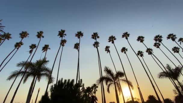 Uzun Kaliforniya palmiyeleri gün batımında mavi gökyüzüne karşı sallanıyor. Kamera yukarı bakar ve yatay hareket eder. Steadicam dolly shot. Santa Monica, Kaliforniya 'da güneşli bir yaz günü. — Stok video