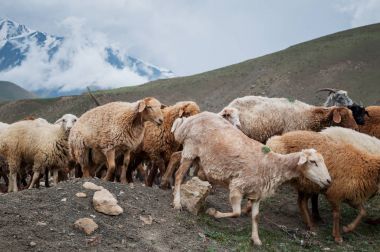 Koyun ve keçi otlatma dağlarda sürüsü