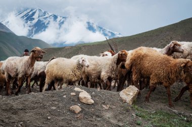 Koyun ve keçi otlatma dağlarda sürüsü