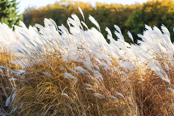 Reed flowers blowing in the wind — Stock Photo, Image