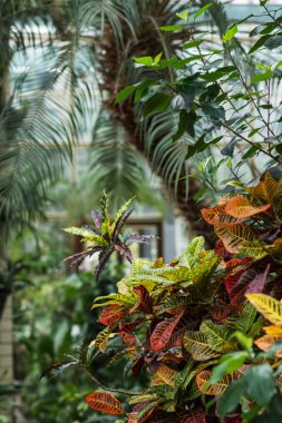 Doğa arka. Doğal tropikal bitki örtüsü arka plan.