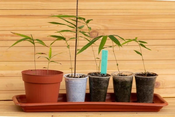 Bambu fideleri nasıl yetiştirilir? Mosso bambu
