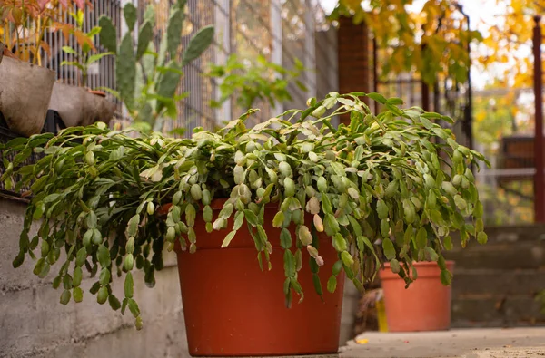 How to grow christmas cactus concept. Big christmas cactus — Stock Image How to grow christmas cactus concept. Big christmas cactus Royalty Free Stock Images