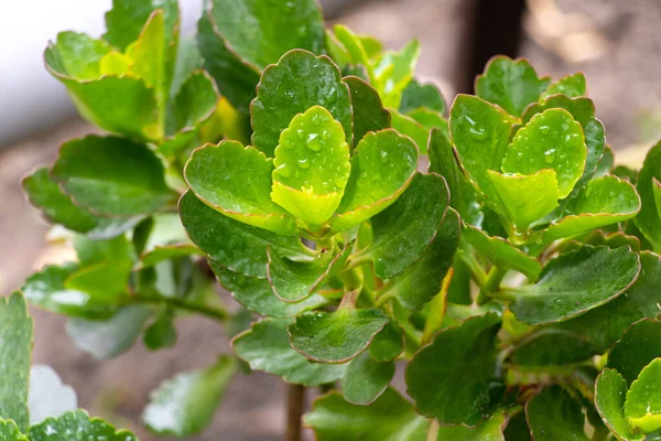 Cómo cuidar el concepto de planta de kalanchoe — Foto de Stock