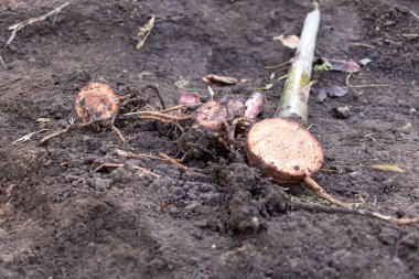 Muz emiciler geçenlerde bölündü, bebek muz bitkileri