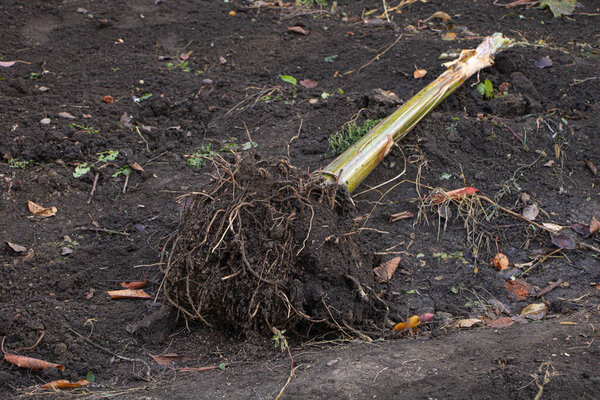 One banana tree digged out from the ground