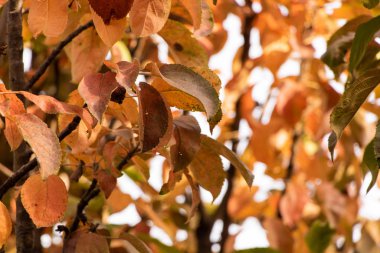 Ekim 'de sonbaharda ağaçta sarı yapraklar