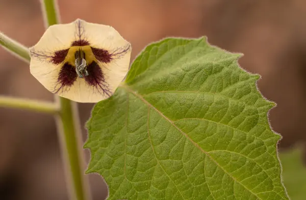 Physalis bbcsom с маленьким желтым цветком красивым — стоковое фото