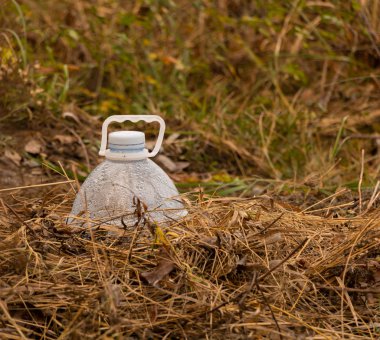 Bitki kesikleri için kış koruması olarak kullanılan plastik şişe.