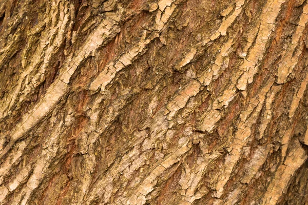 Albero corteccia naturale texture sfondo da vicino — Foto Stock