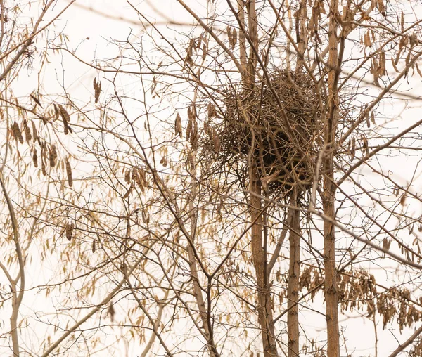 Un nido de aves en un árbol hecho de diferentes ramas por pájaros —  Fotos de Stock