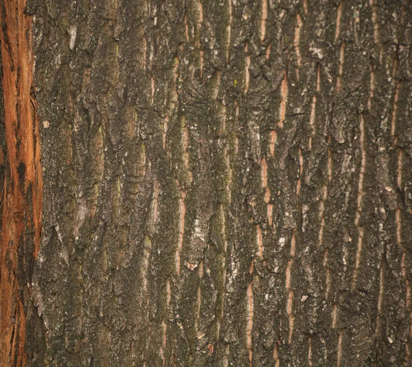 Albero corteccia texture sfondo, in legno nella natura — Foto Stock