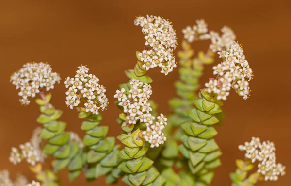 Crassula rupestri çiçek açmış güzel küçük beyaz çiçekler
