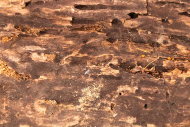 Farklı böcek dokusu tarafından delinmiş çürük ahşap.