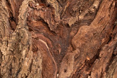 Söğüt kabuğu dokusu, kalın ağaç kabuğu
