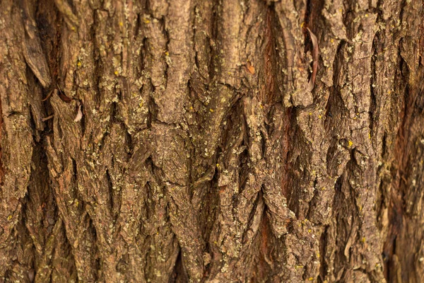 Textura da casca de madeira, casca de ulmeiro bastante grossa — Fotografia de Stock
