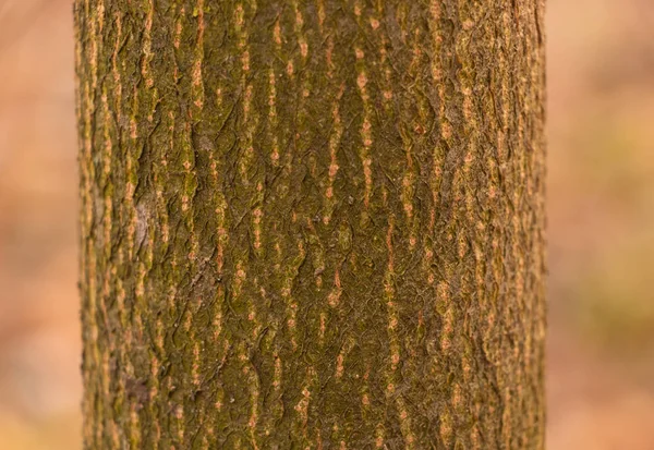 Struttura della corteccia di legno giovane albero con muschio — Foto Stock