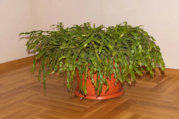 Huge christmas cactus with flower buds inside — Stock Image Huge christmas cactus with flower buds inside Stock Photo