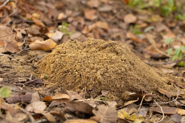 Molehills en el césped en el jardín excavado recientemente —  Fotos de Stock