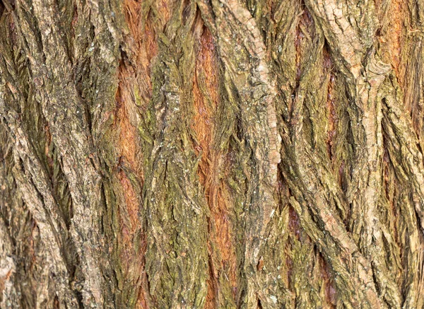 Corteccia albero texture sfondo legno primo piano — Foto Stock