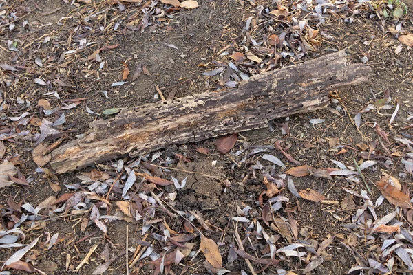 Egy darab fa rothadt a természetben. — Stock Fotó