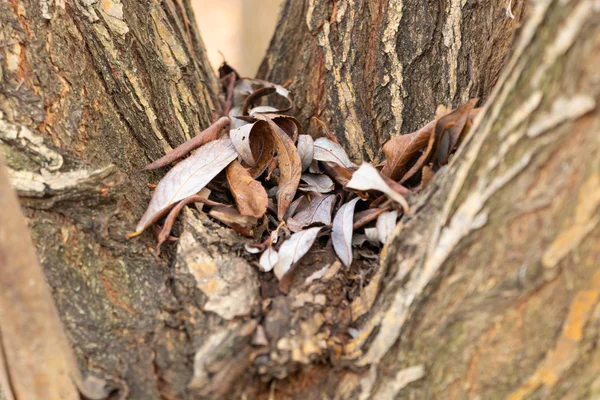 Feuilles tombées en automne sur la fissure d'un arbre — Photo