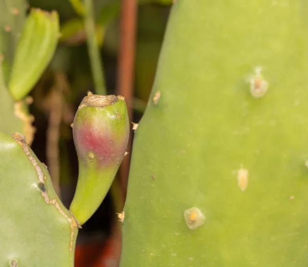 Proceso de maduración de la fruta de cactus. Crecimiento de cactus de opuntia en el interior del concepto de maceta —  Fotos de Stock
