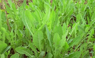 Sonchus arvensis tıbbi bitkinin daimi faydaları.