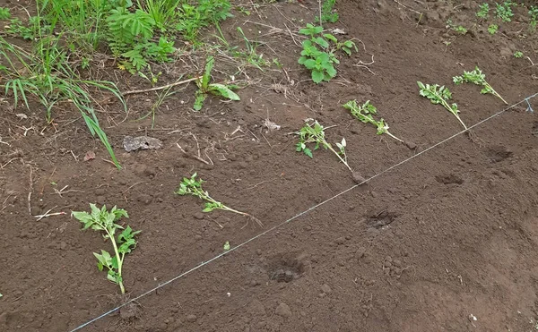 Πώς να φυτέψετε φυτά τομάτας στον κήπο την ανοιξιάτικη περίοδο. Έννοια — Φωτογραφία Αρχείου