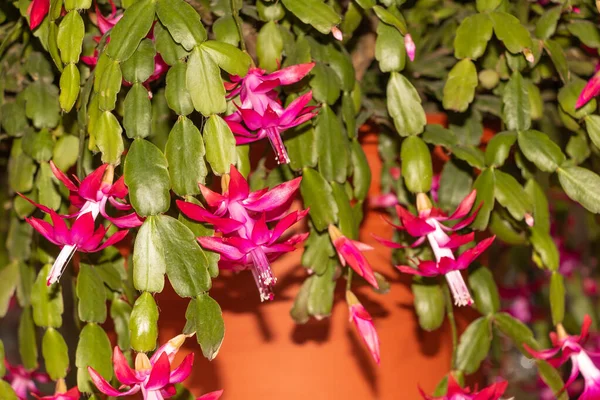 Christmas cactus in bloom very beautiful red color — ストック写真